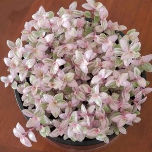 Meet your Posher, Annabelle